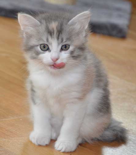 sibirisk kattunge Xenia
